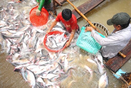 Sản xuất phải bắt đầu từ thị trường