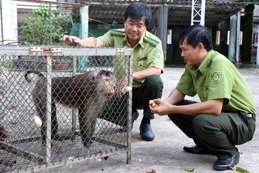 Việt Nam và Lào tăng cường hợp tác bảo vệ rừng và động vật hoang dã