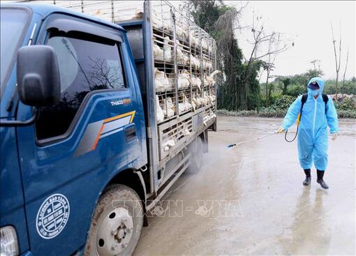 Ngăn chặn vận chuyển trái phép gia cầm vào Việt Nam tại các đầu mối giao thông