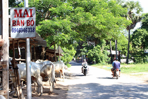 Chợ bò Tà Ngáo hôm nay