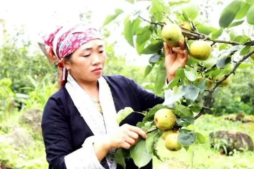 Lễ hội hái lê chín ở vùng đất 'nơi con sông Hồng chảy vào đất Việt'