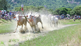 Tri Tôn sẽ tổ chức Hội đua bò Bảy Núi năm 2023