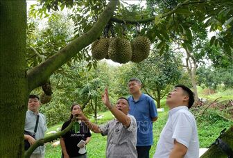 Thủ phủ sầu riêng Lâm Đồng rộn ràng mùa thu hoạch