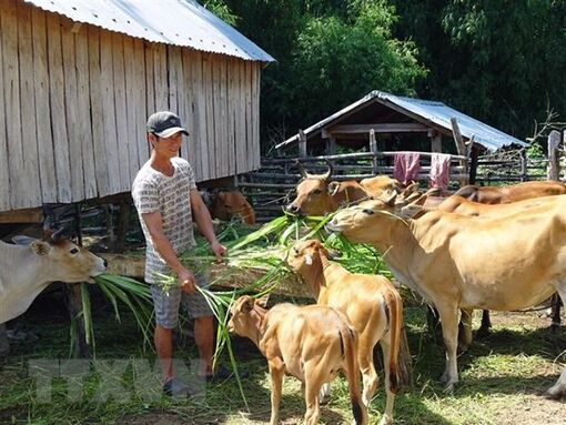 Phân bổ ngân sách thực hiện mục tiêu phát triển vùng đồng bào thiểu số