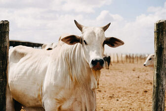 Con bò đắt nhất thế giới có giá 4,3 triệu USD