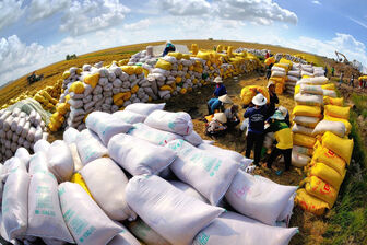 Các nước tăng mua gạo vì El Nino, doanh nghiệp Việt 'trúng đậm'