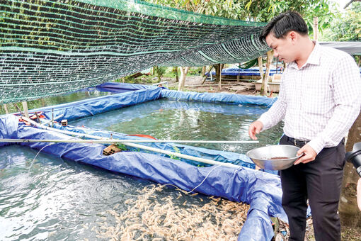 Hậu Giang: Thu nhập cao nhờ mô hình nuôi cá tai tượng da beo