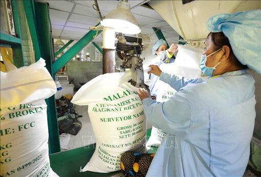 Thêm trợ lực để lúa gạo chuyển từ 'lượng' sang 'chất'