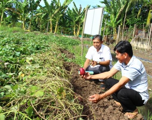 Vĩnh Long: Sản xuất khoai lang sạch hướng đi tất yếu