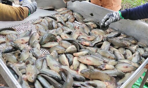 An Giang vực dậy lợi thế thủy sản