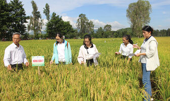 Nhiều giống lúa được nông dân chọn trồng, phục vụ chương trình xuất khẩu gạo