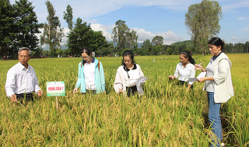 Nhiều giống lúa được nông dân chọn trồng, phục vụ chương trình xuất khẩu gạo