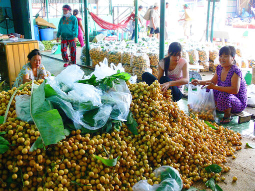 Rộn ràng mùa buôn trái cây núi Cấm