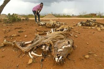 Liên hiệp quốc: Hạn hán gây hậu quả nghiêm trọng cho cộng đồng vùng Sừng châu Phi