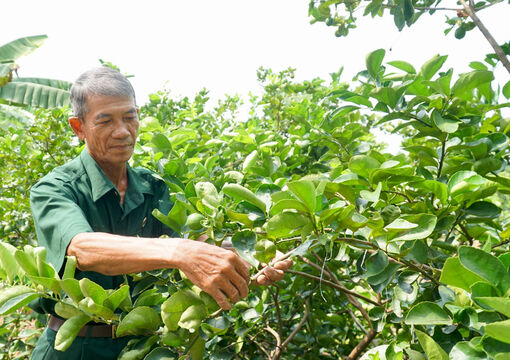 Long An: Thạnh Lợi những cựu chiến binh làm kinh tế giỏi