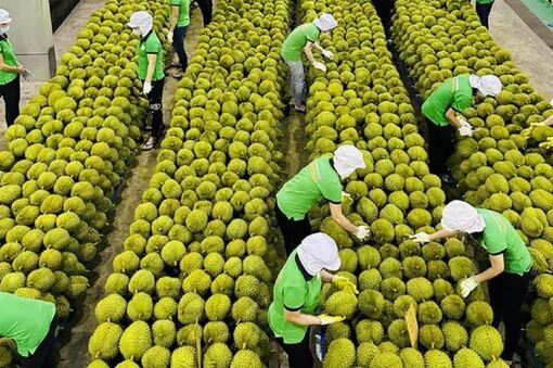 6 mặt hàng nông sản xuất khẩu chủ lực nửa cuối năm 2023, kỳ vọng hút tỷ USD