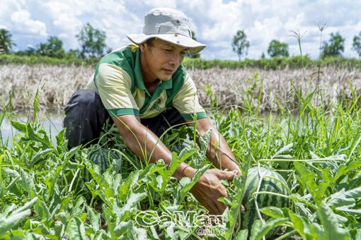 Cà Mau: Những nông dân đột phá làm giàu