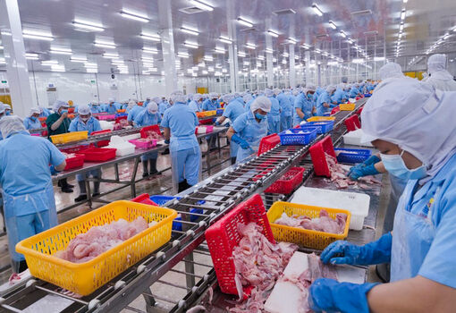 Doanh nghiệp cá tra ứng phó suy thoái kinh tế