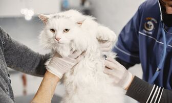 Hàn Quốc ghi nhận các ca mèo nhiễm virus cúm gia cầm độc lực cao H5N1