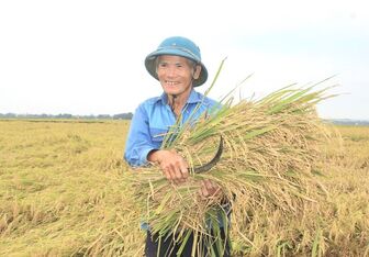 Cân đối lượng gạo xuất khẩu và tiêu dùng trong nước