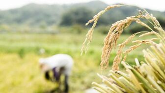 Nga thông báo tạm thời cấm xuất khẩu gạo