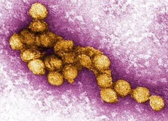 Mỹ: Bang Colorado cảnh báo nguy cơ lây lan virus Tây sông Nile
