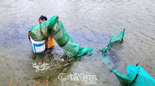 Cà Mau: Chủ động trữ nước giảm thiệt hại do El Nino