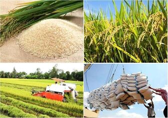 Có cơ sở để thành công trong thời cơ xuất khẩu gạo