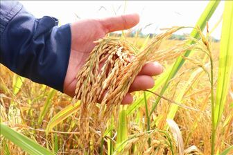 Thận trọng trong quy trình sản xuất lúa để giữ vững năng suất và chất lượng