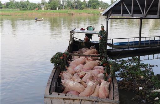 Ngăn chặn, xử lý nghiêm buôn bán, vận chuyển trái phép lợn vào Việt Nam