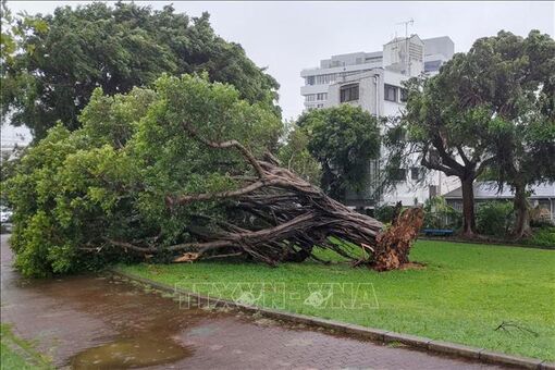 Nhật Bản, Hàn Quốc, Triều Tiên tăng cường ứng phó với bão Khanun