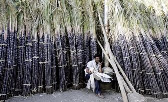 Sau gạo, thị trường lo ngại Ấn Độ có thể cấm xuất khẩu đường