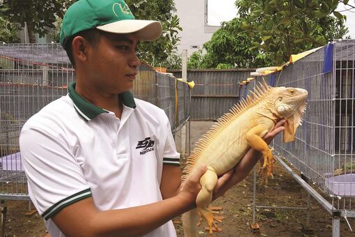 Kinh doanh rồng Nam Mỹ