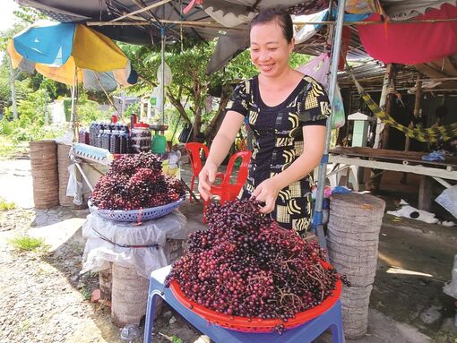 Mùa hái nho rừng