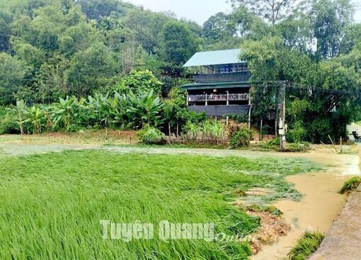 Mưa lớn, sạt lở đất gây nhiều thiệt hại tại các địa phương