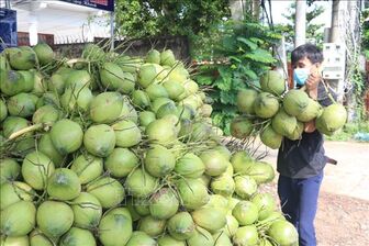 Hoa Kỳ mở cửa thị trường với trái dừa Việt Nam