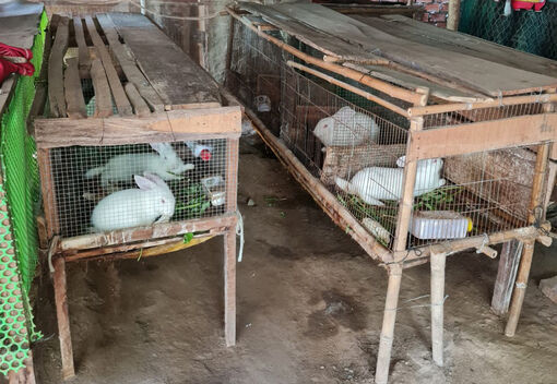 Gợi ý mô hình nuôi thỏ theo hướng an toàn sinh học cho nông dân Lê Trì