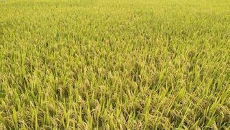 Sản lượng lúa đảm bảo an ninh lương thực trong nước và nhu cầu xuất khẩu