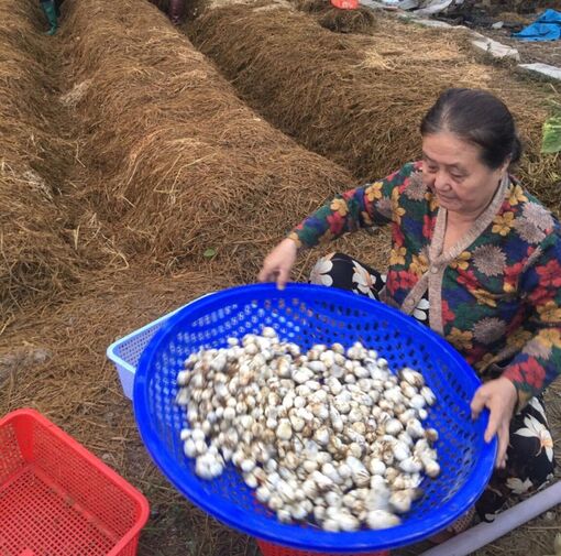Xã Vĩnh Phú chuyển đổi cơ cấu cây trồng