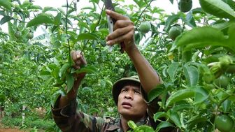 Phát triển cây chanh leo bền vững, mang lại thu nhập ổn định cho nông dân