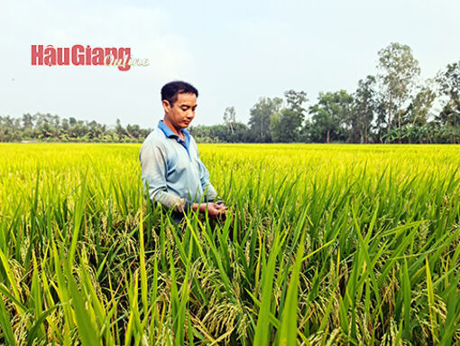 “Thời điểm vàng” của ngành hàng lúa gạo