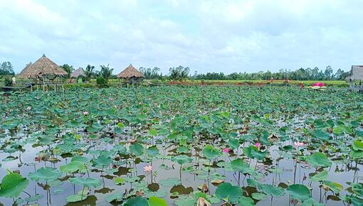 Rong chơi trên đất sen hồng