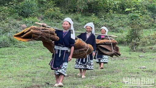 Rộn ràng ngày thu hoạch sáp ong ở Hoài Khao