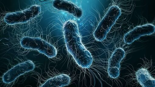 Ba Lan: Bùng phát bệnh viêm phổi Legionnaire khiến 7 người tử vong