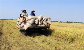 Giá gạo xuất khẩu Việt Nam vẫn giữ vị trí cao nhất