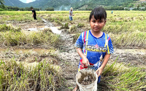 Thú vui bắt cua đồng