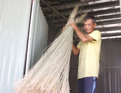 Long An: Giữ nghề trồng lác trăm năm