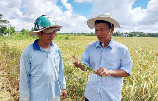 Trà Vinh: Giá lúa tăng nông dân đẩy nhanh tiến độ thu hoạch và xuống giống vụ lúa thu - đông