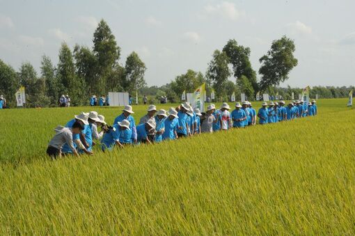 Cơ hội tăng trưởng xanh cho ĐBSCL