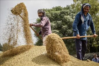 Những quốc gia được miễn trừ khỏi lệnh cấm xuất khẩu gạo của Ấn Độ